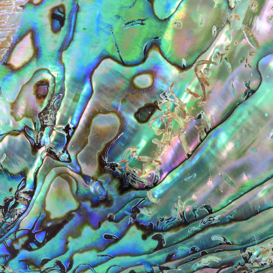 Abalone piedra semipreciosa para Pendientes Maldives